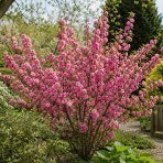 Mandľa trojlaločná (Prunus triloba)  ‘ROSEMUND’ – výška 30-40 cm, kont. C2L 